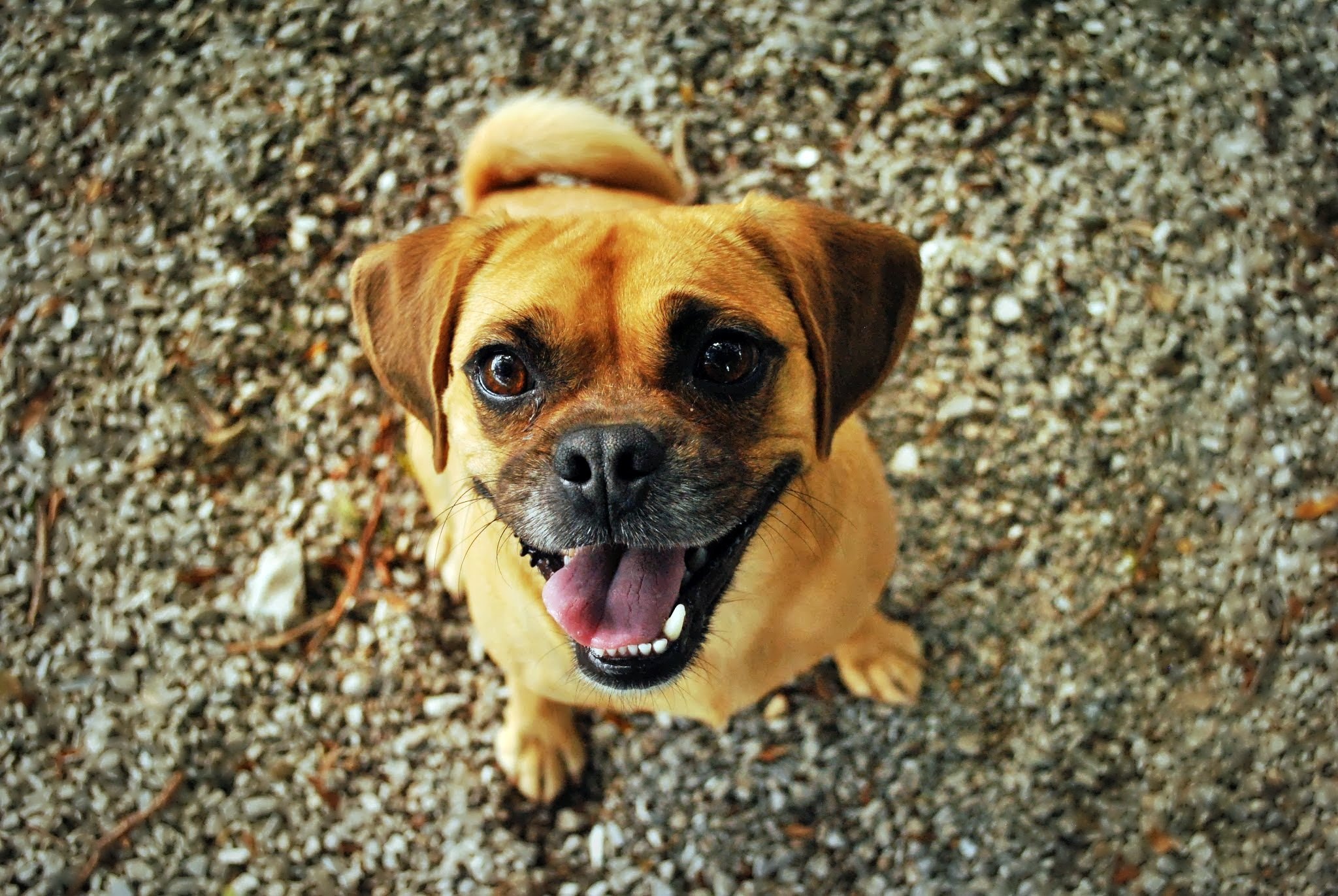 Max, der Bürohund